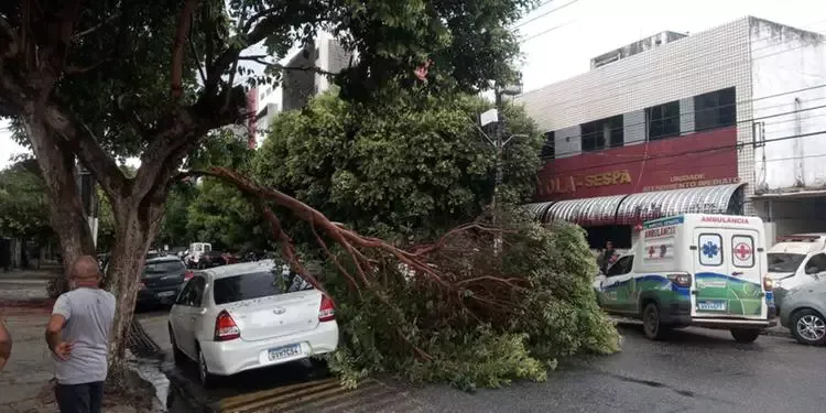 Após chuva forte em Belém, parte de árvore cai no meio da pista e congestiona trânsito em São Brás