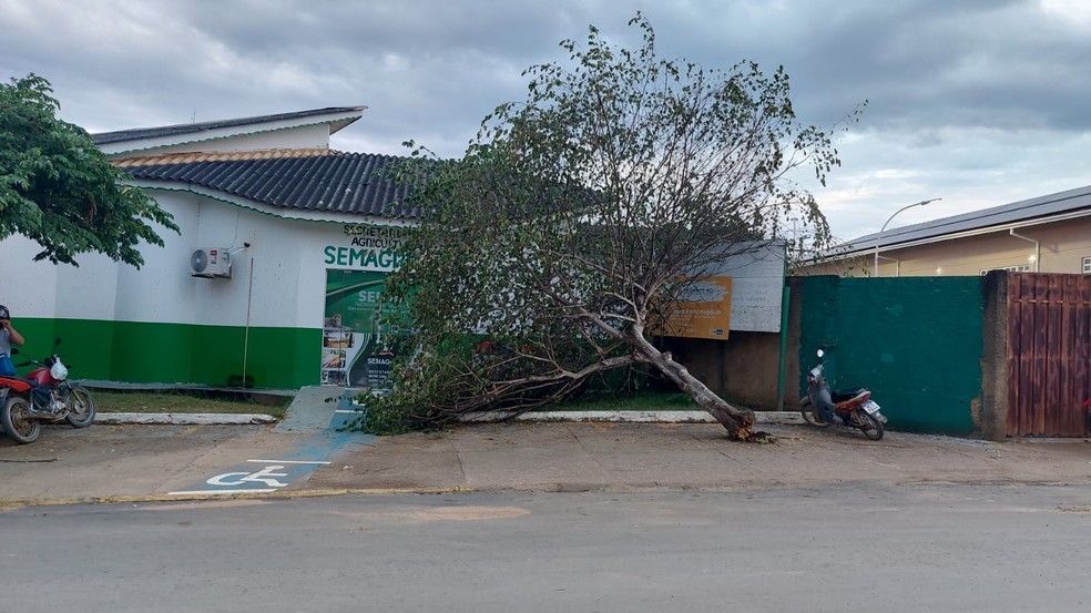 Força dos ventos fez árvore cair em Buritis, RO — Foto: Reprodução/Redes Sociais