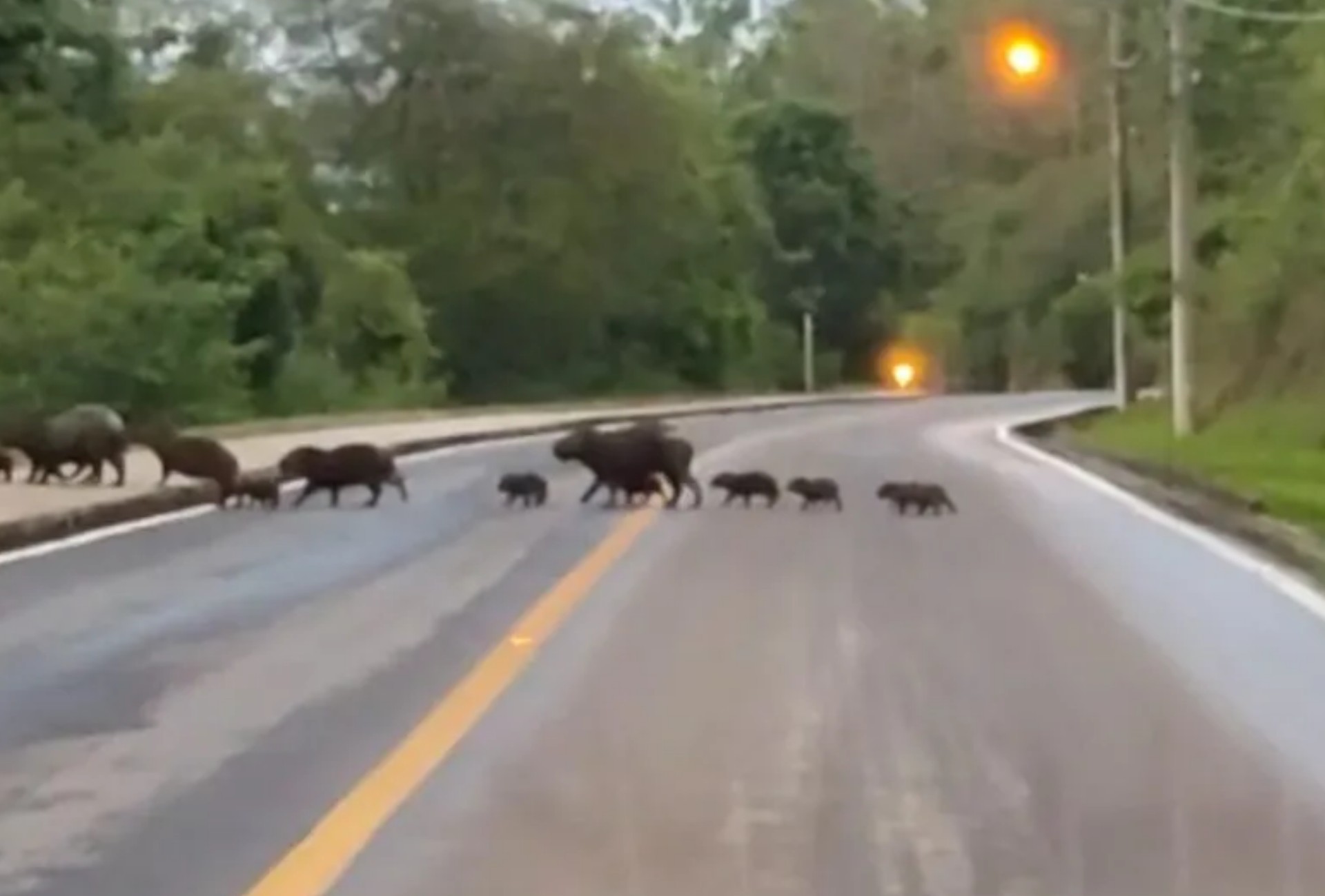 Motorista que perdeu carro após bater em capivara na BR-163 será indenizada