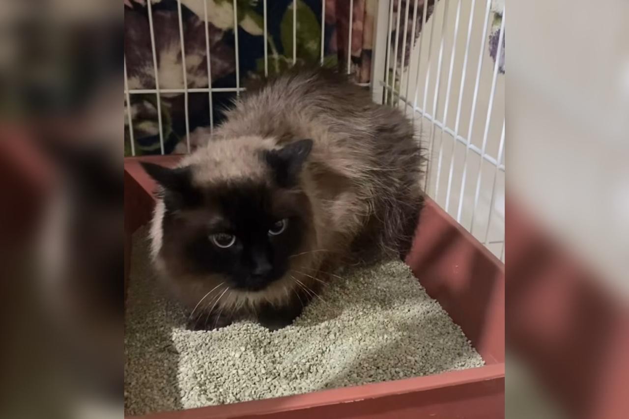 Mulher abandona gatos em Sorocaba e é identificada pela polícia em menos de 24h