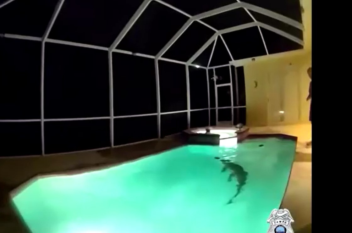 VÍDEO: Com a ajuda de 'caçador de jacarés', polícia resgata animal de piscina nos EUA