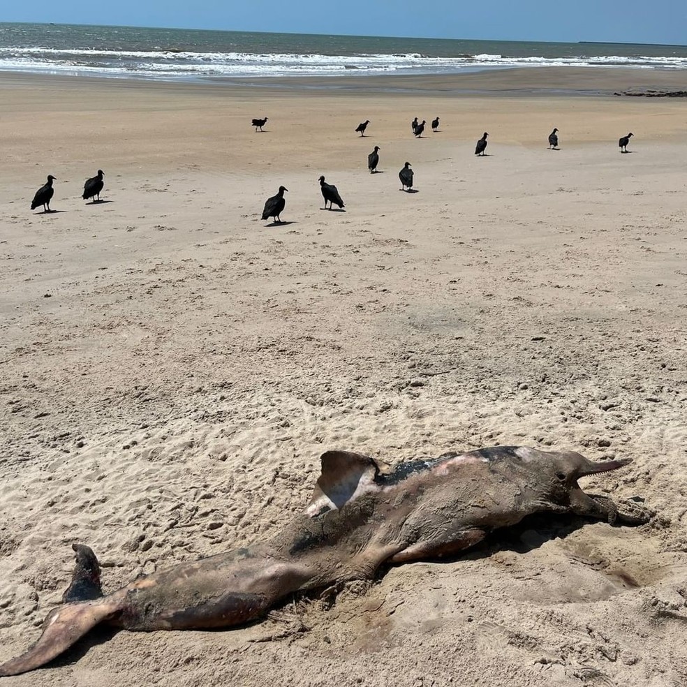 Botos cinza são encontrados mortos encalhados na praia de Pedra do Sal, no Piauí — Foto: Instituto Tartarugas do Delta