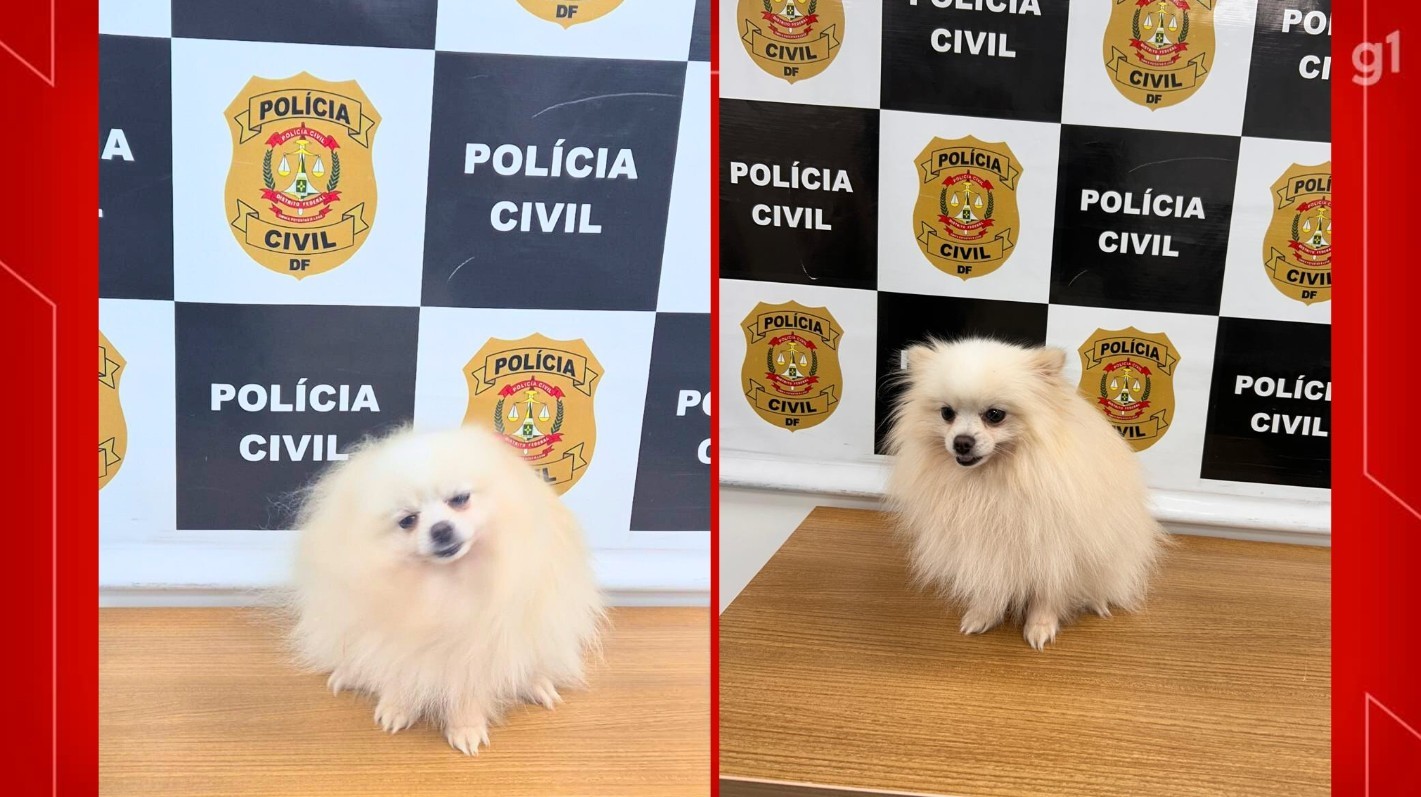 Polícia do DF resgata cão de raça furtado de casa no Lago Norte; câmeras flagraram crime