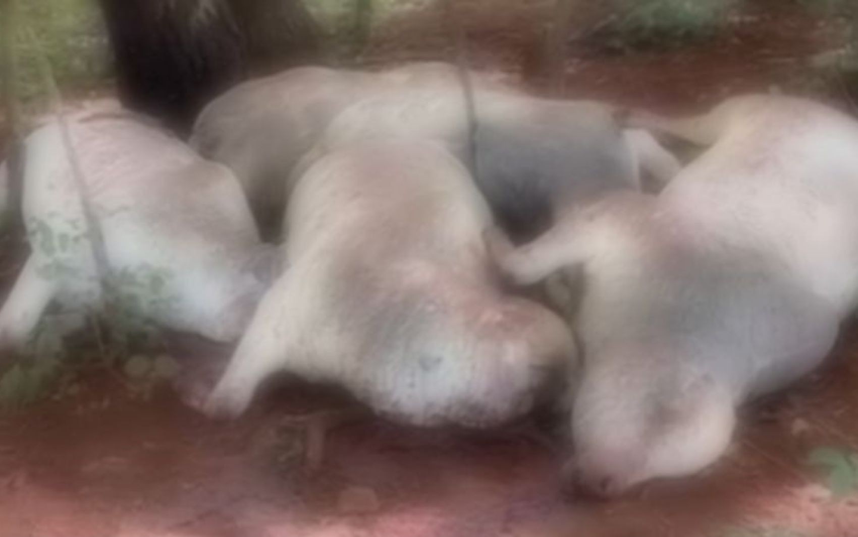 Você Não Tá Convidada pro Meu Bat Mitzvá!