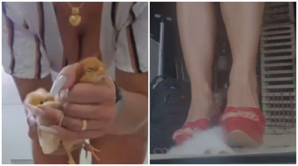 Mulher presa por matar animais confessa que fez vídeos com finalidade de excitação sexual, mas que se arrepende de zoosadismo — Foto: Reprodução