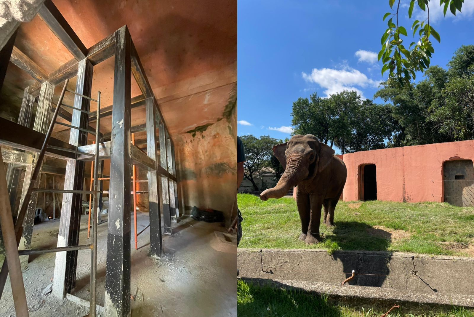 Perícia no recinto do elefante Sandro aponta presença de cerca elétrica e falta de exames atualizados