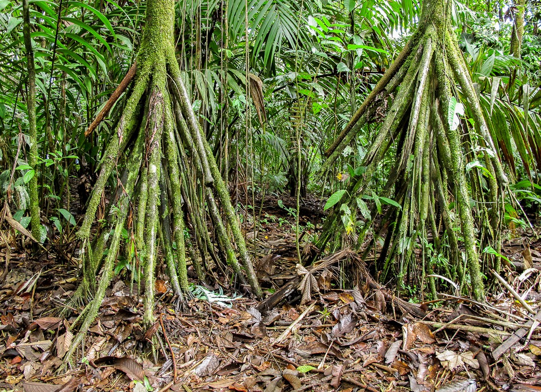 Palmeira que ‘anda’? Entenda por que planta nativa carrega mito de caminhar pela floresta