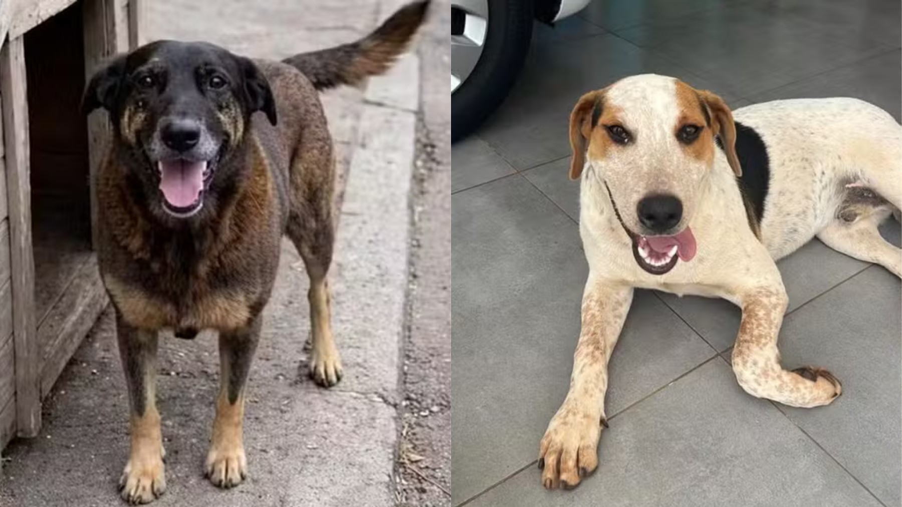 Protestos no Paraná pedem justiça após mortes dos cães comunitários Orelha e Abacate