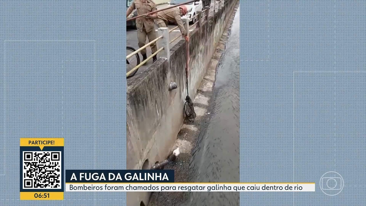 Bombeiros são acionados para resgatar galinha no Méier, Zona Norte do Rio