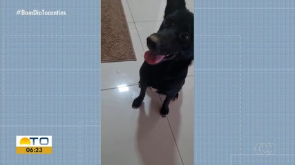 Cachorro Black é encontrado após divulgação no quadro ‘Acha Meu Pet'