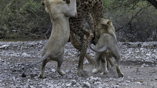 Fotógrafo capta momento de ataque de leões a girafa na Namíbia