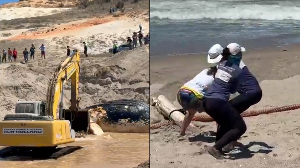 Baleia encalhada é enterrada no CE. — Foto: Acervo Aquasis