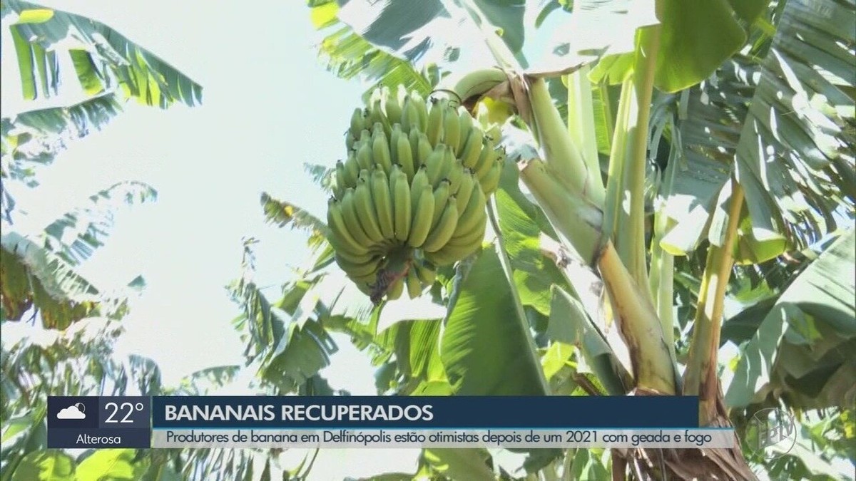 Produtores de bananas comemoram recuperação de lavouras após geadas e queimadas em Delfinópolis