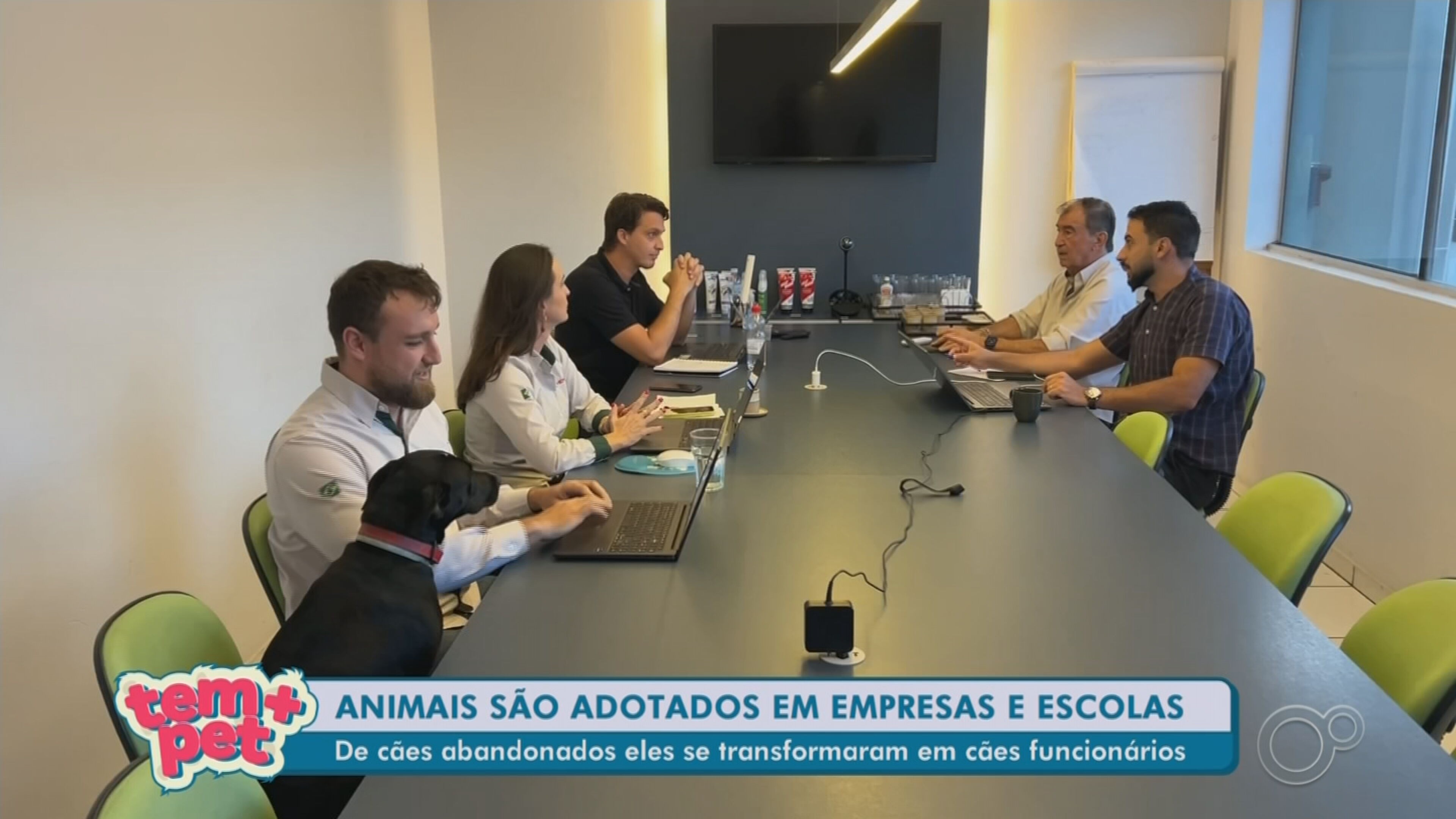 'Cãolaboradores': animais são resgatados das ruas e adotados por empresas do interior de SP