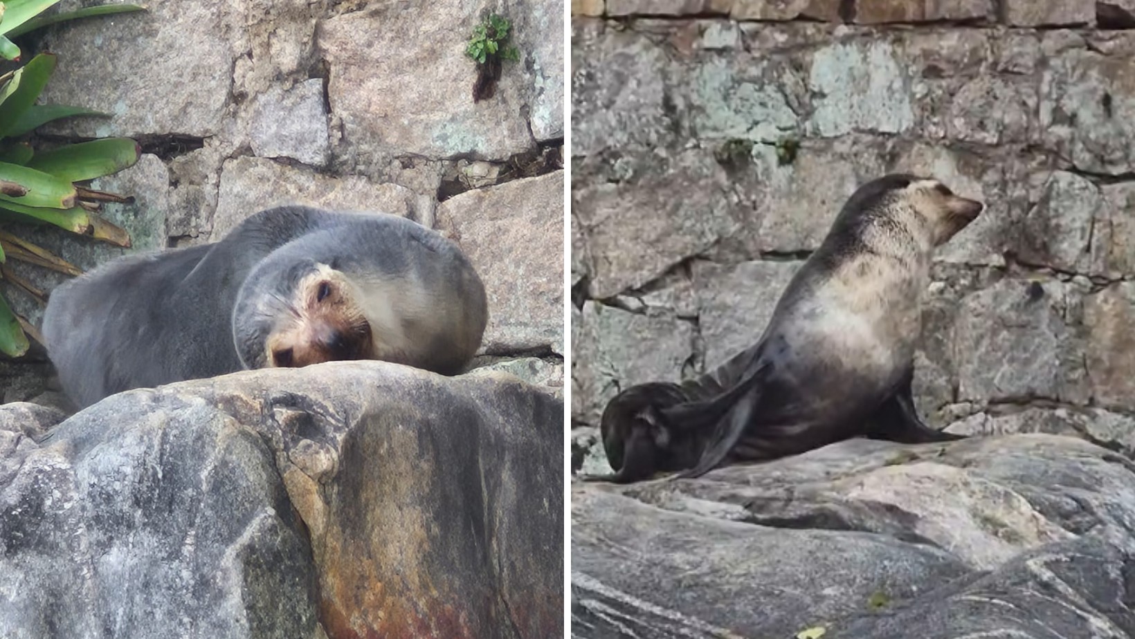 Leão-marinho faz 'pausa' para descansar em pedra na Prainha e encanta banhistas, em Caraguatatuba