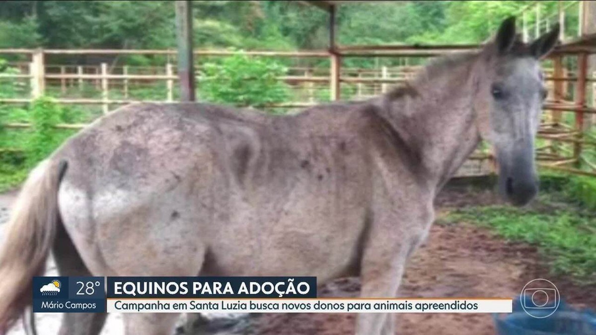 Cavalo trepa em mulher