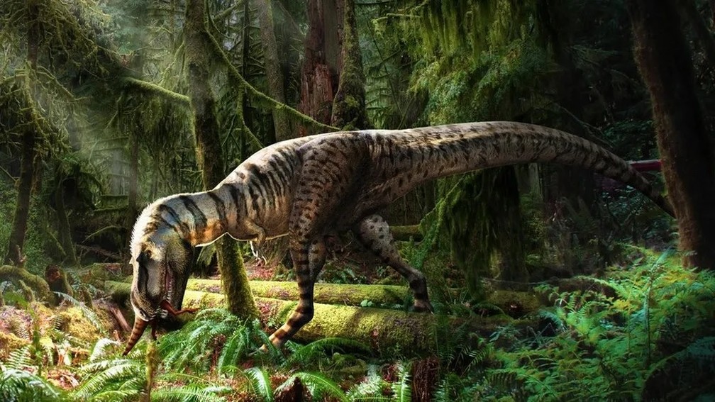 O gorgossauro 'adolescente' teria perseguido pequenos terápodes e os ‘dissecado’ com seus dentes em forma de lâmina — Foto: Royal Tyrell Meseum of Palaeontology/BBC
