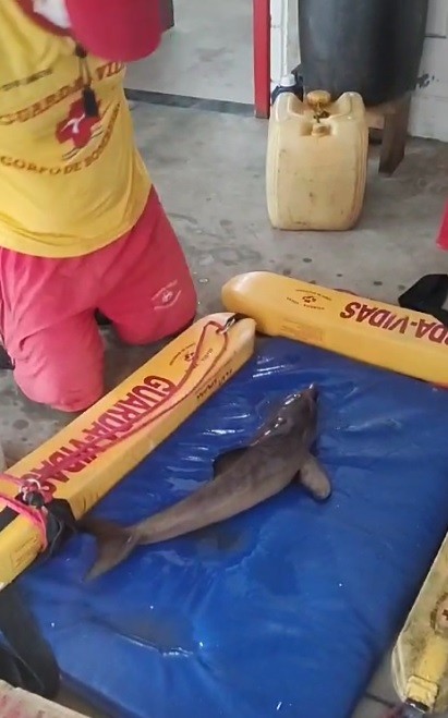 VÍDEO: Filhote de golfinho é resgatado em praia de Ubatuba, no litoral de SP