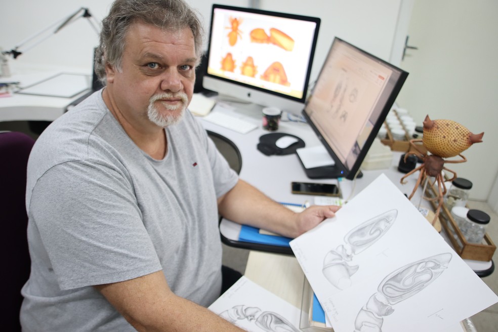 Pesquisador faz ilustrações para evidenciar particularidades de espécies de aranhas que encontra pelo mundo. — Foto: Janine Valente / Museu Paraense Emílio Goeldi