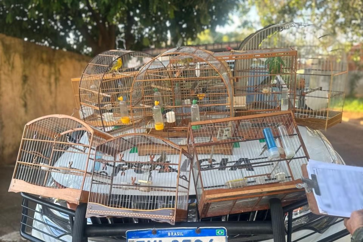 Dupla é multada em R$ 4,5 mil por manter aves silvestres em cativeiro no interior de SP