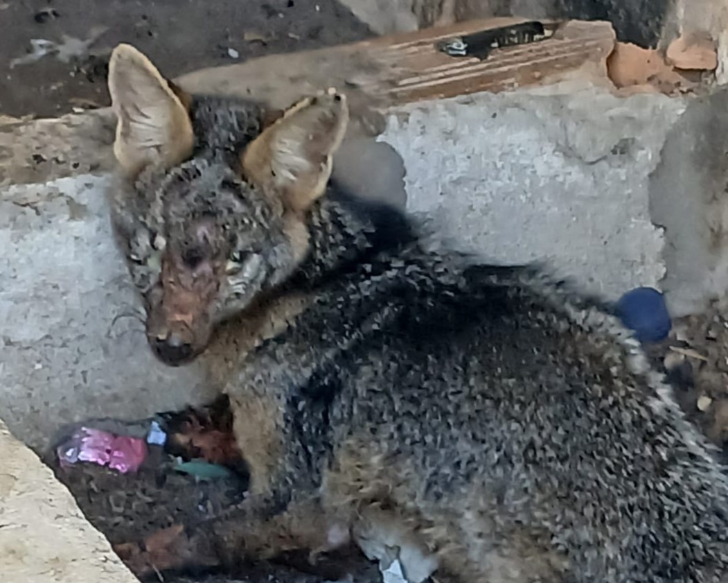 Cachorro-do-mato é resgatado com ferimentos graves por Guarda Municipal de BH; FOTOS
