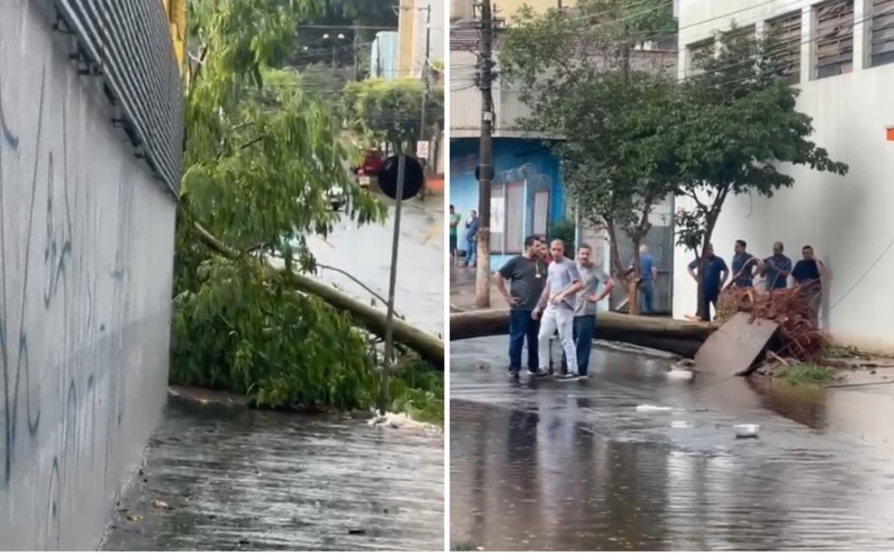 Árvore caiu em cruzamento com a Avenida Francisco Junqueira, após temporal 