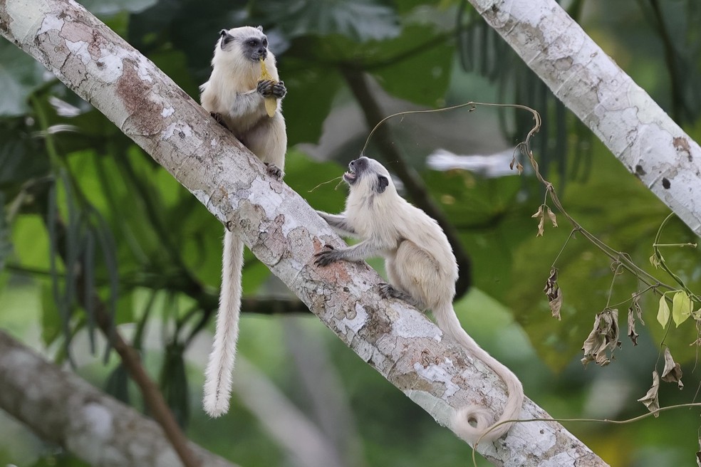 Outro destaque do Projeto Rio Muru foi a ampliação da área conhecida de ocorrência do sagui-de-manto-branco (Leontocebus melanoleucus), um pequeno primata encontrado quase exclusivamente no Acre — Foto: Projeto Rio Muru