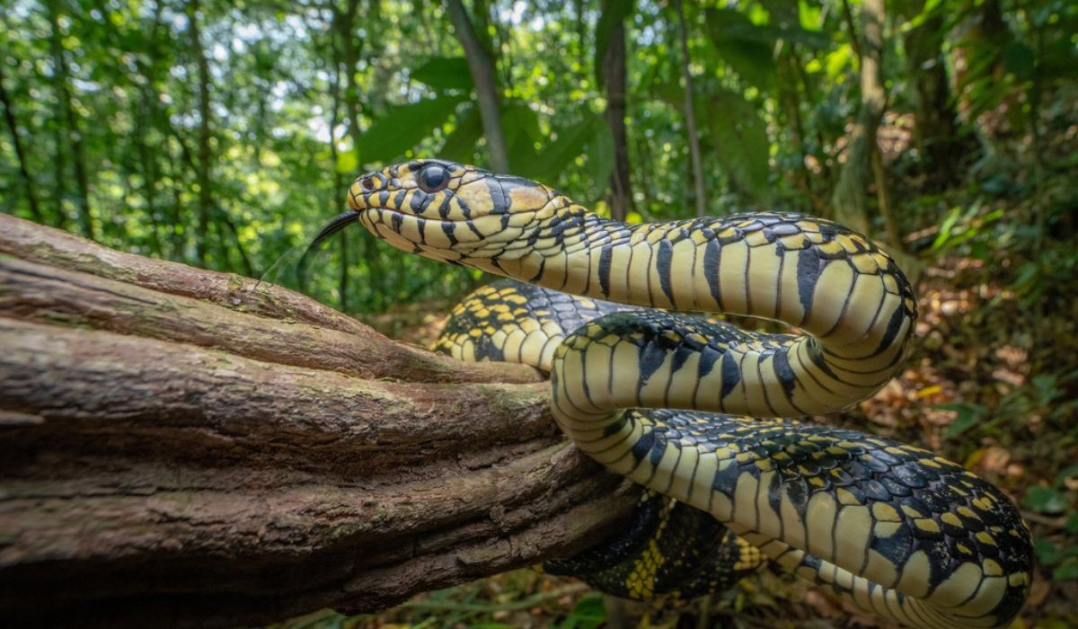 Batalha no ar: Pesquisadores flagram pela primeira vez caninana atacando ninhos de gavião e bem-te-vi