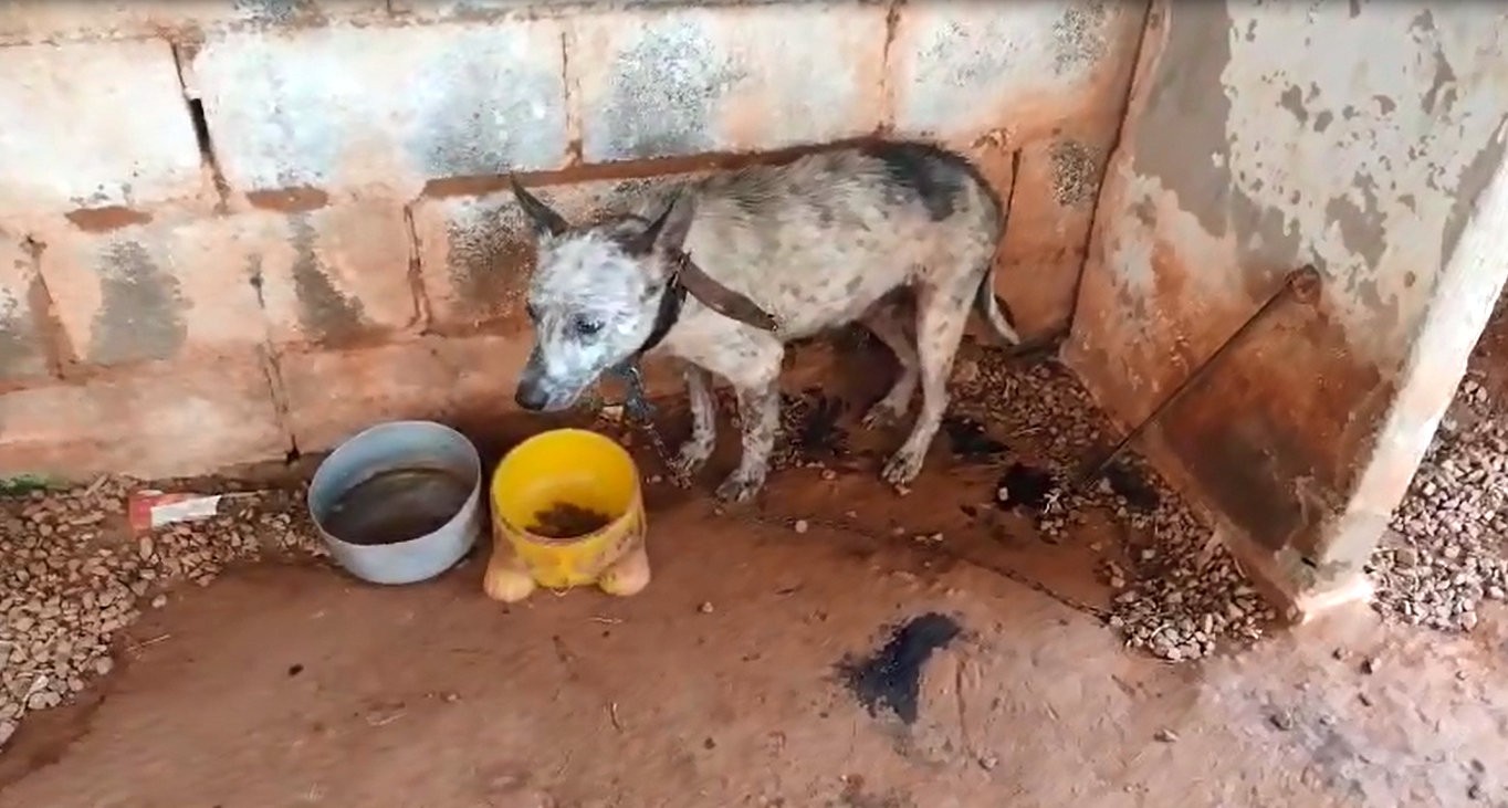 Cadela é resgatada em situação de maus-tratos e homem é preso no interior de SP