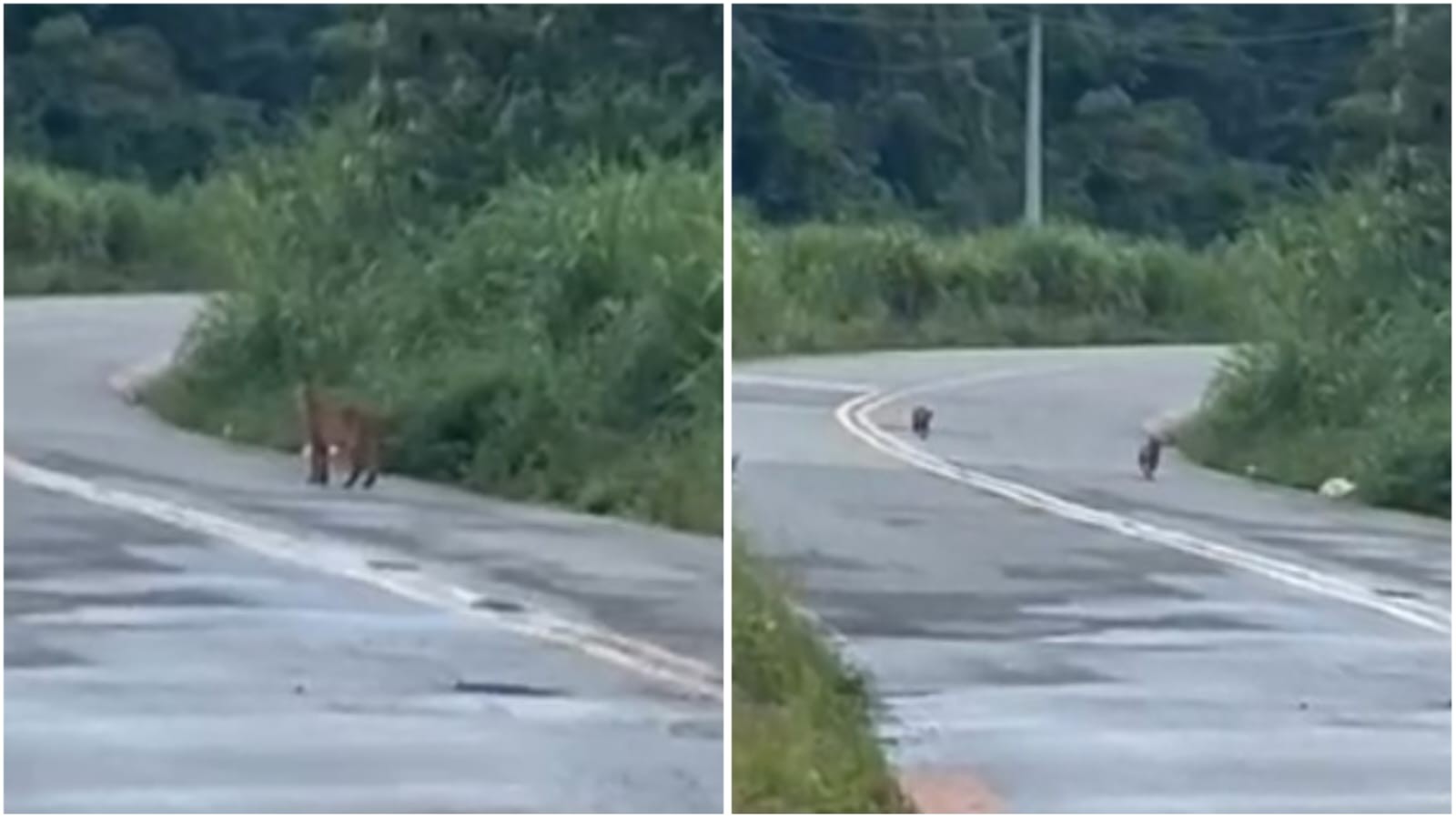 VÍDEO: onça-parda 'passeia' com filhotes em área de mata no interior de SP
