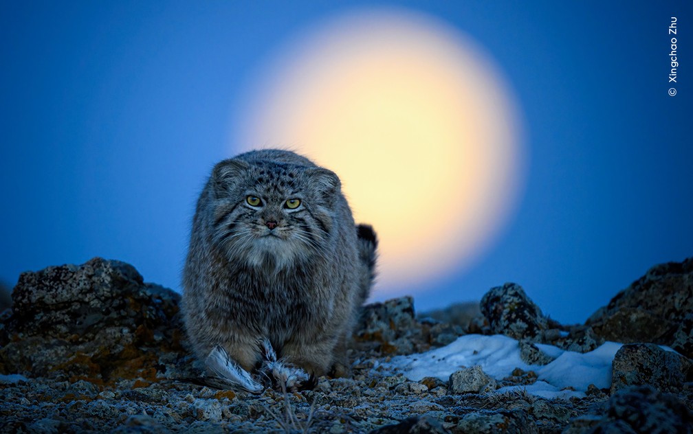 Gato-de-pallas caçando sob a luz da lua no planalto da Mongólia Interior. Fotógrafo flagrou o momento em que o felino capturou um pássaro pequeno antes do amanhecer. — Foto: Wildlife Photographer of the Year