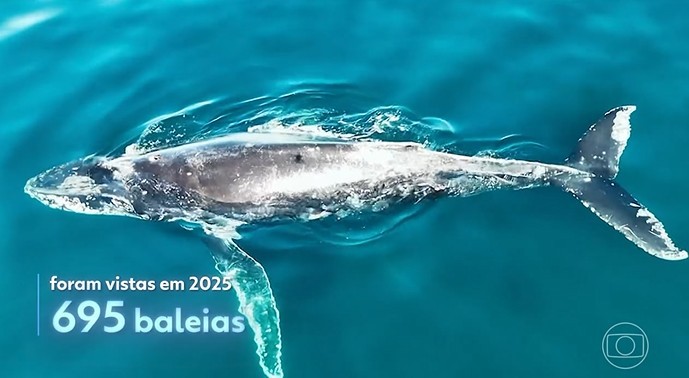 Avistamento de baleias bate recorde no Litoral Norte de SP