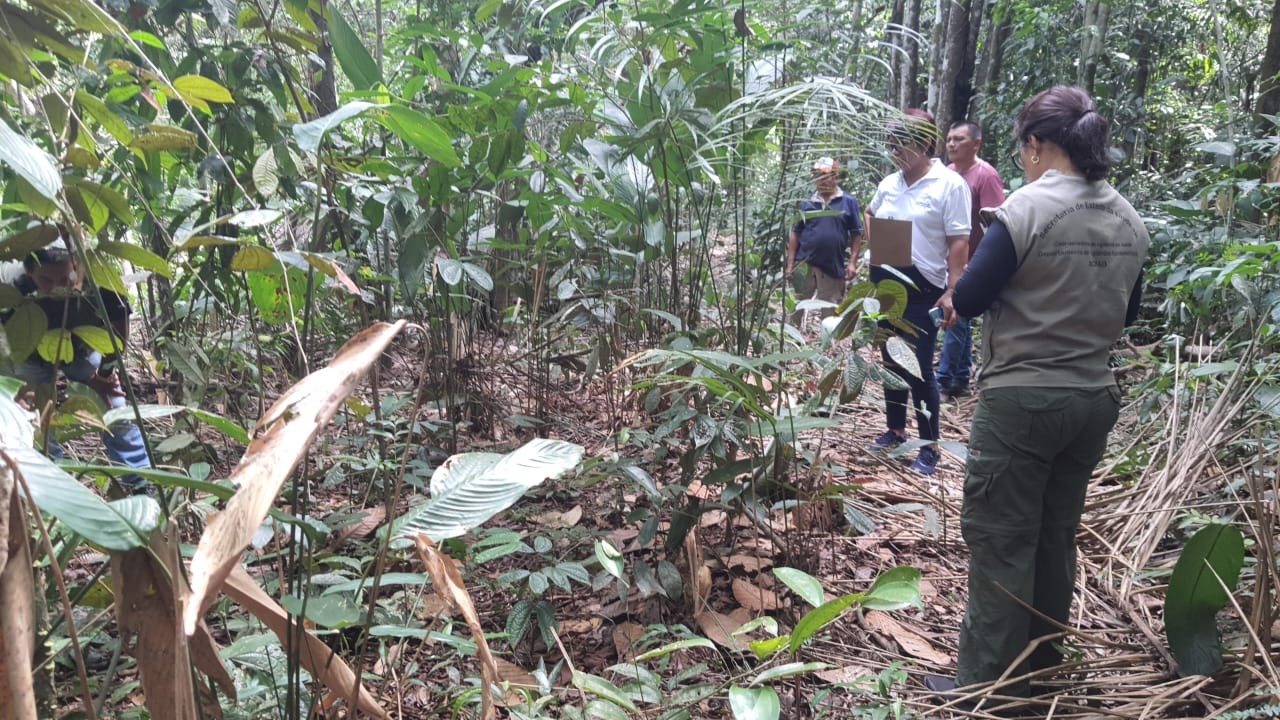 Quatro macacos são encontrados mortos e Saúde investiga suspeita de febre amarela em Roraima