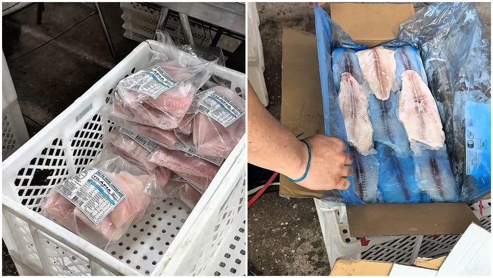 Empresa que vendia peixe panga como tilápia é interditada; 16 toneladas de pescado são apreendidos — Foto: Divulgação