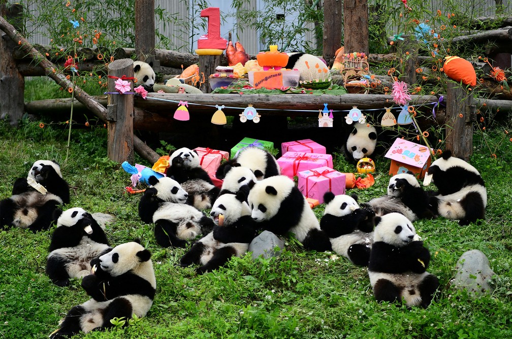 Tradição e inovação no primeiro concurso do Panda
