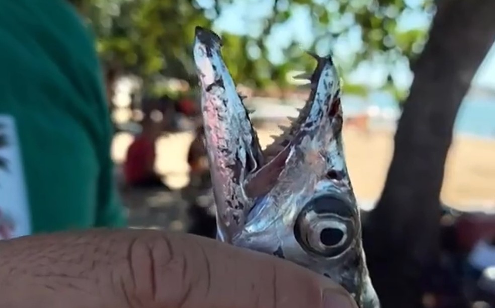 Biólogo explica que peixe-espada ataca ao se sentir ameaçado — Foto: Reprodução Inter TV RJ