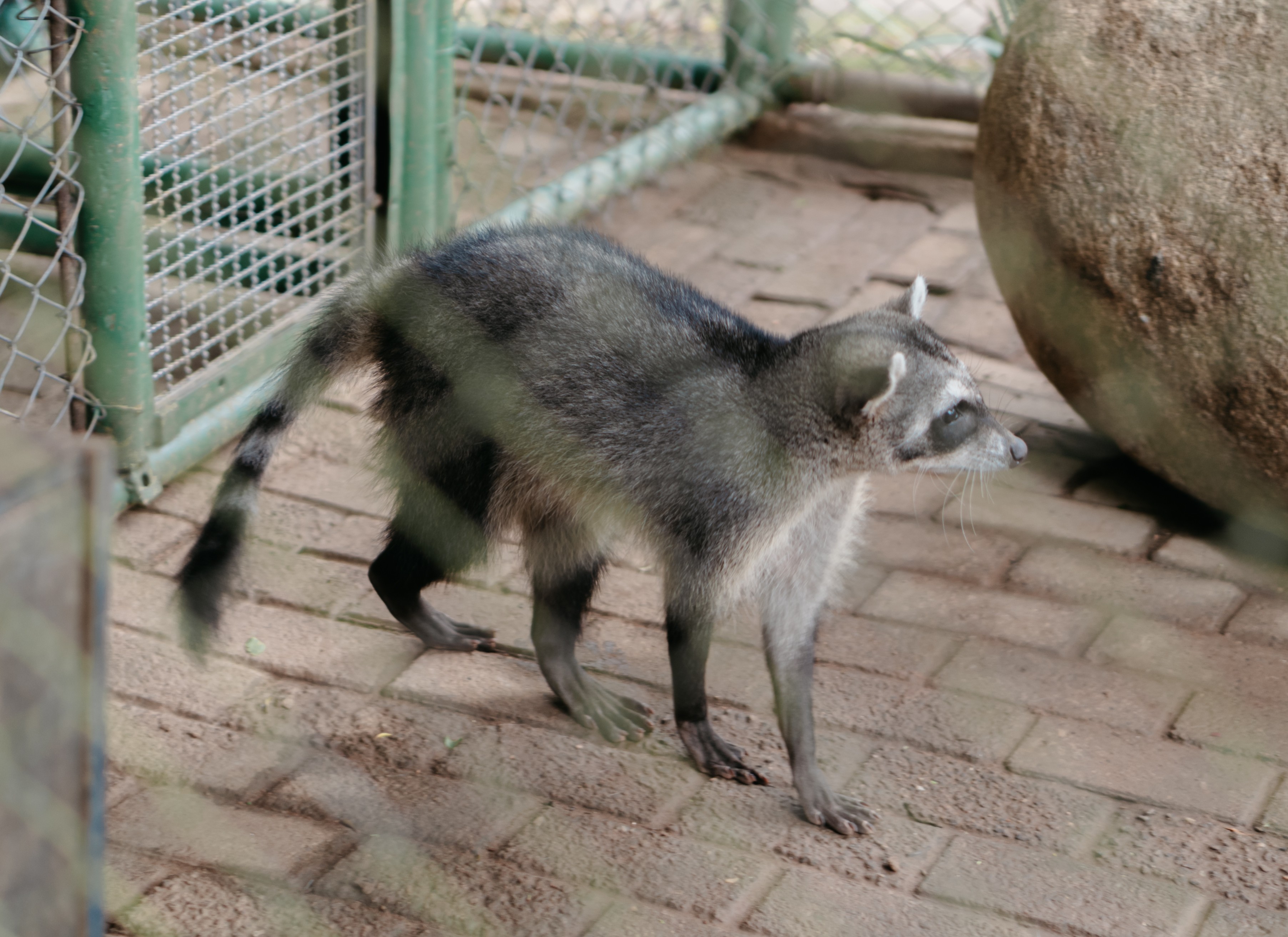 Filhote de mão-pelada é acolhido por zoo após interferência humana impedir retorno à natureza no RS