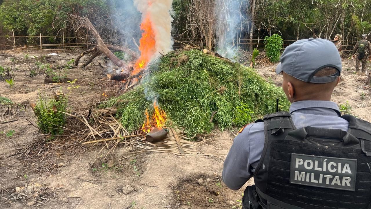 Mais de 5 mil pés de maconha são localizados e destruídos pela polícia no Maranhão