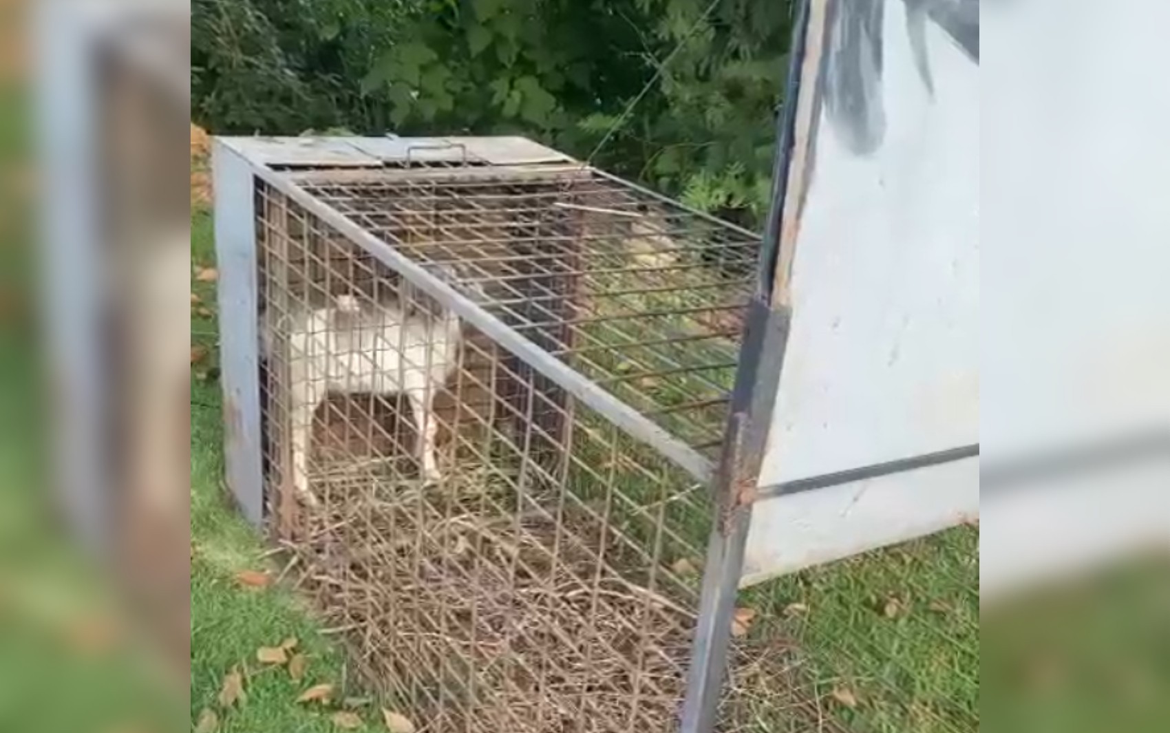 Filhote de cabra é colocado em armadilha para capturar onça em condomínio de luxo em Goiânia; vídeo