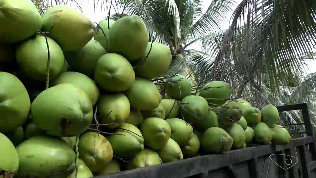 Demanda por cocos aumenta no verão e produtores do Espírito Santo investem na tecnologia para dar conta dos pedidos — Foto: Reprodução/TV Gazeta
