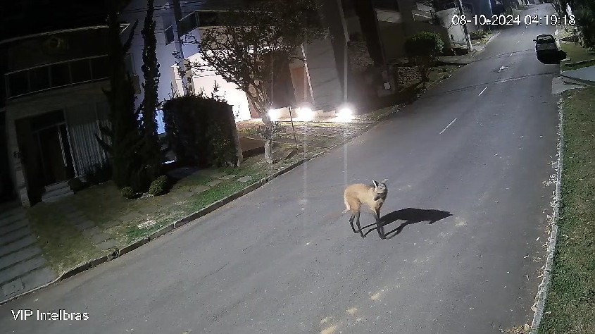 Lobo-guará é flagrado andando em condomínio de Juiz de Fora; VÍDEO