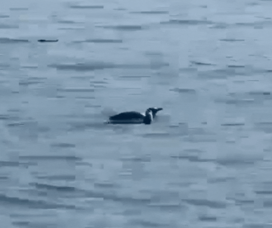 VÍDEO: família de pinguins é vista nadando ao lado de boto próximo à praia em SC