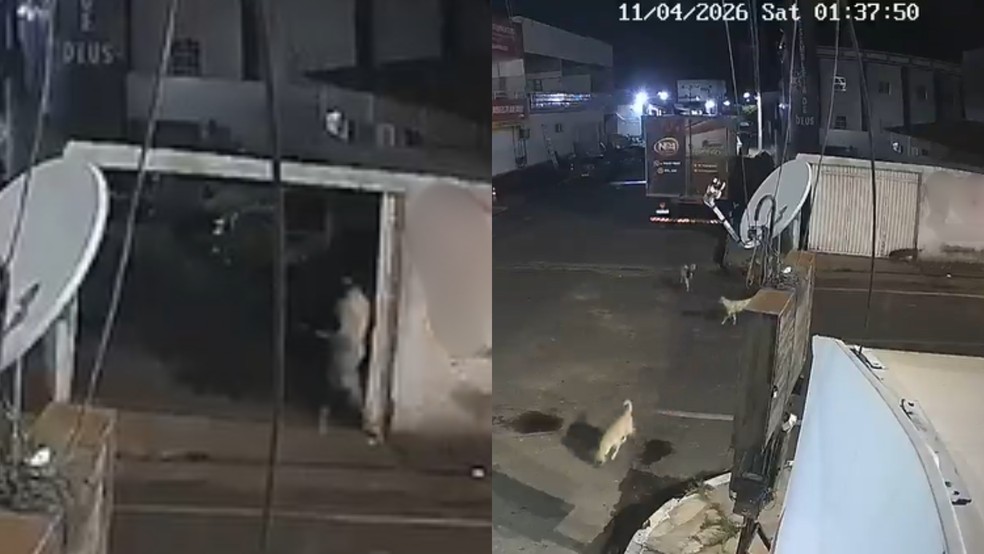 Vídeo mostra ação de comerciante suspeito de envenenar animais no PI; 10 cães mortos — Foto: Divulgação/PCPI