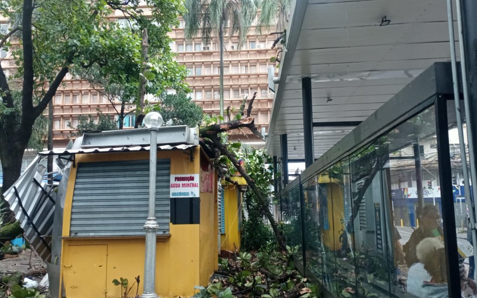 Terminal de ônibus afetado por árvores na Praça das Bandeiras em Ribeirão Preto, SP — Foto: Redes sociais