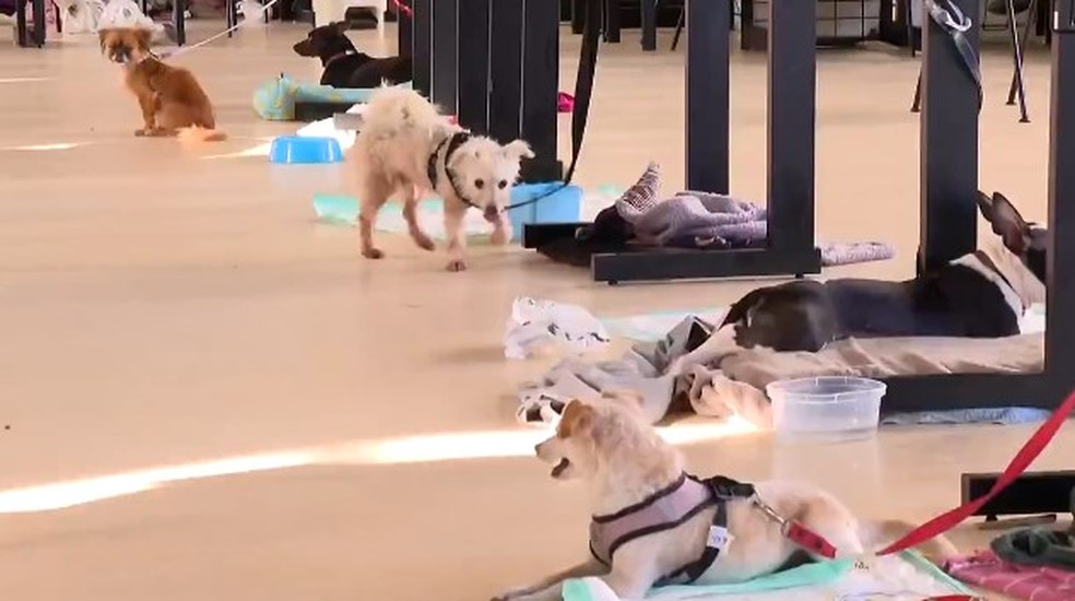 Abrigo no RS tem sala para animais de estimação — Foto: Reprodução/Bom Dia Brasil