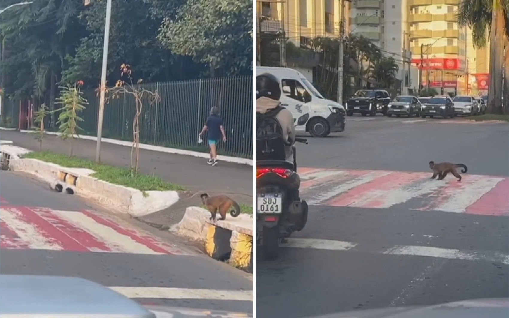 Macaco espera carros pararem para atravessar faixa de pedestres em avenida de Goiânia; vídeo