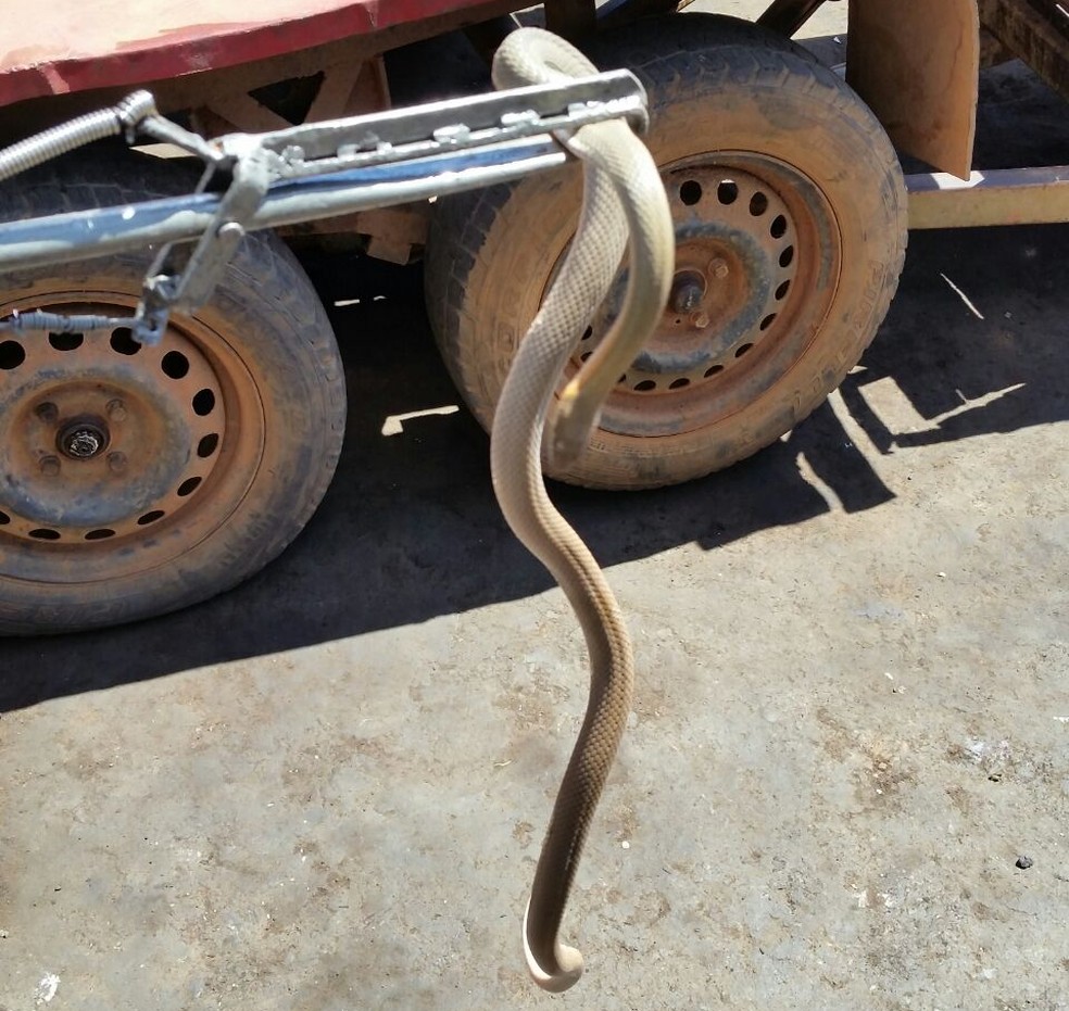 Cobra com mais de um metro entra em casa e assusta moradores em Montes  Claros