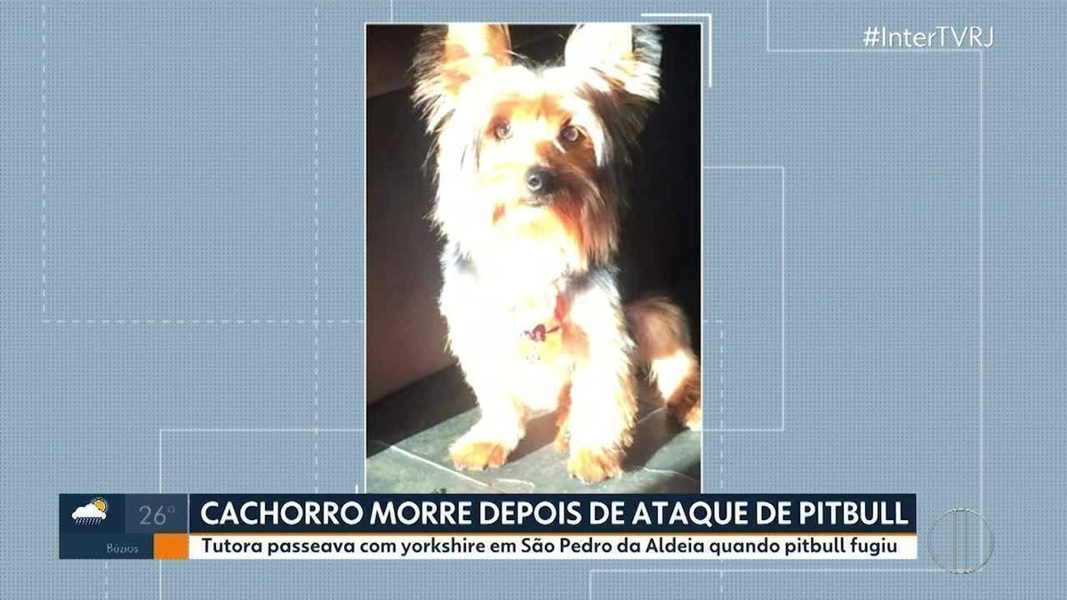 Pitbull ataca e mata cão da raça yorkshire em São Pedro da Aldeia
