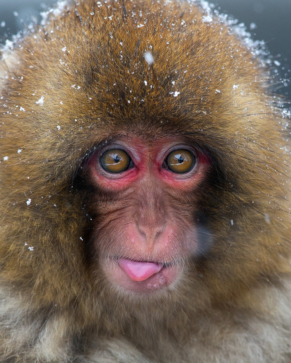 17 ideias de Macacos  macacos, macacos engraçados, imagens de macacos