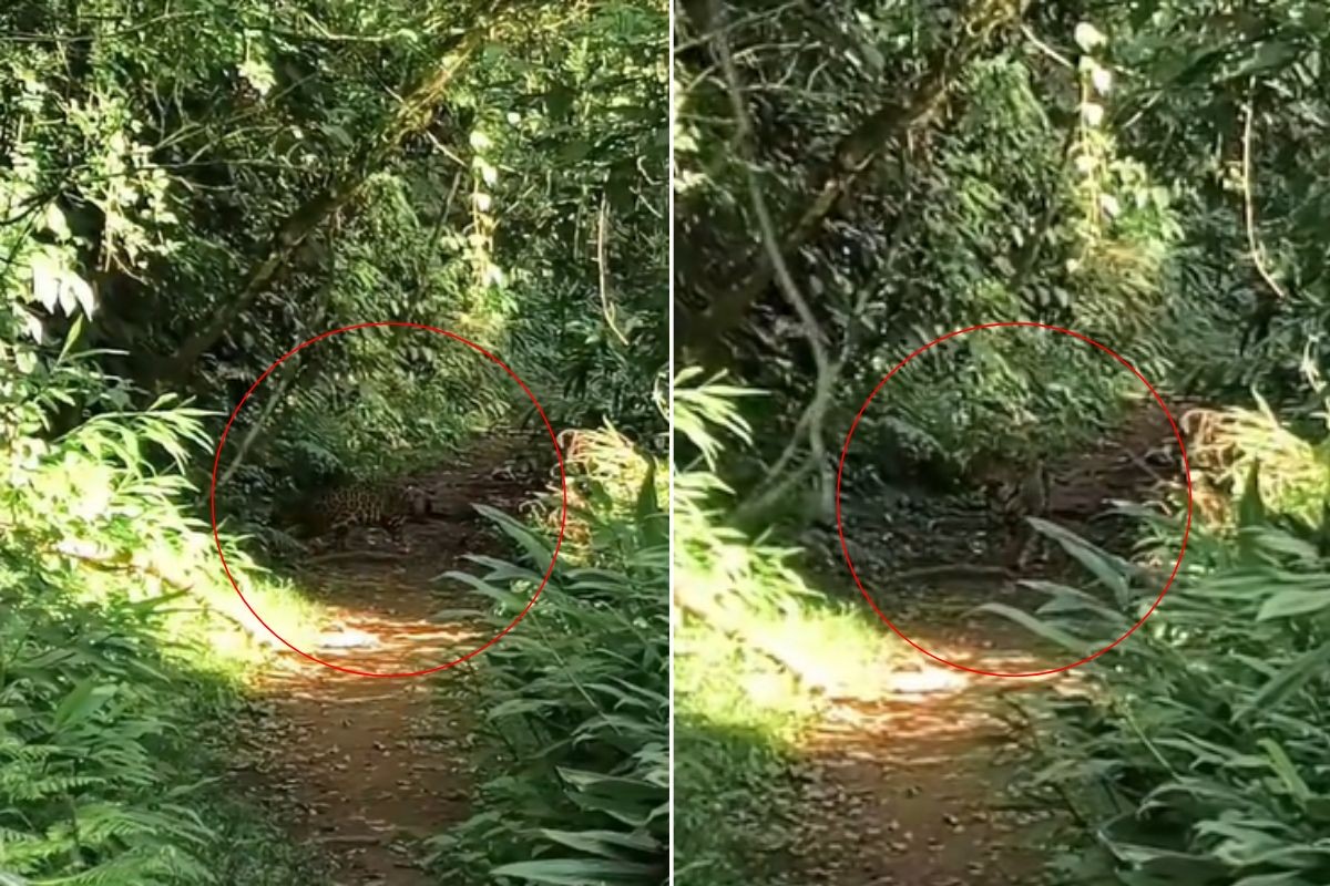 Grupo tem raríssimo encontro com onça durante trilha em SP: 'Olho no olho'; VÍDEO